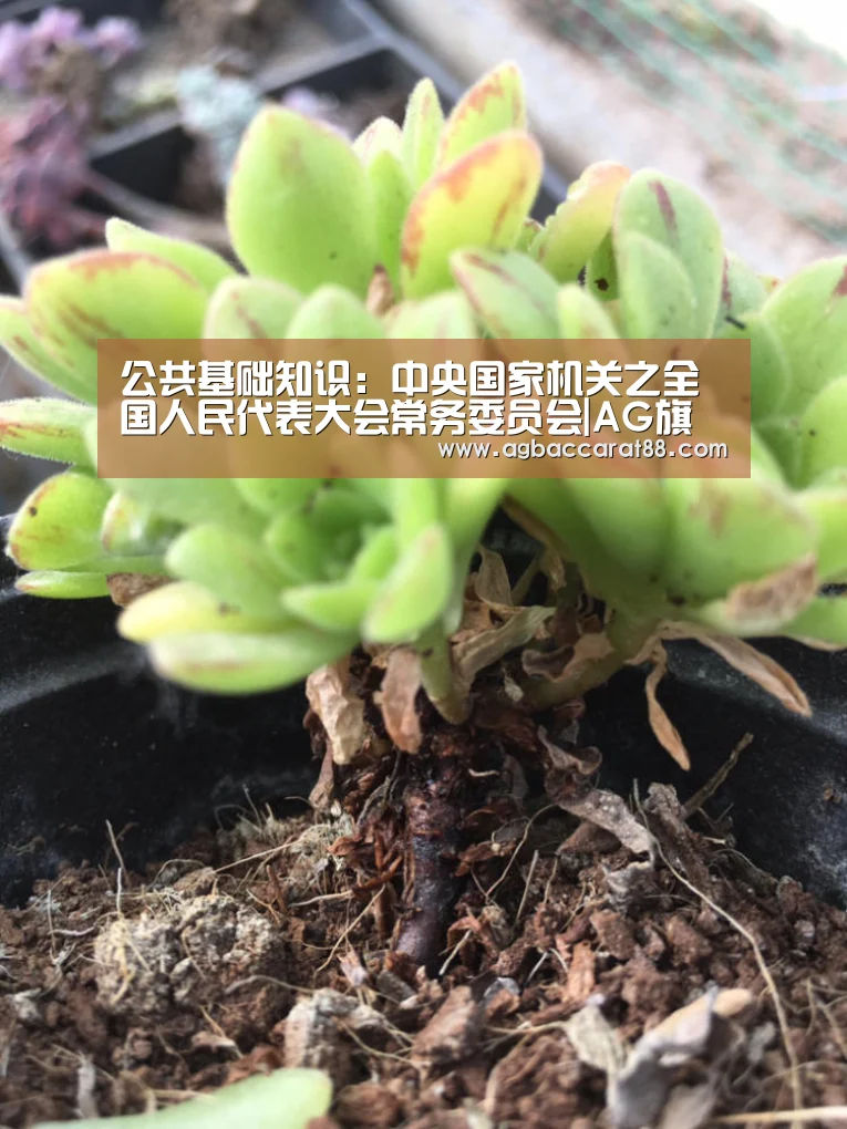 公共基础知识:中央国家机关之全国人民代表大会常务委员会|AG旗舰厅(图2) AG旗舰厅