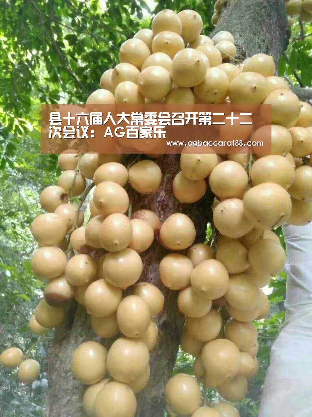 AG直播